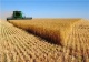 ایران ۲۵۰ هزار تن گندم از آلمان خرید